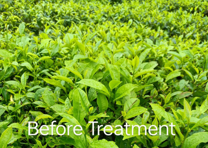 Untitled design - 2025-07-17T115316