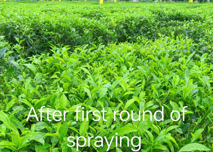 Untitled design - 2025-07-17T115339